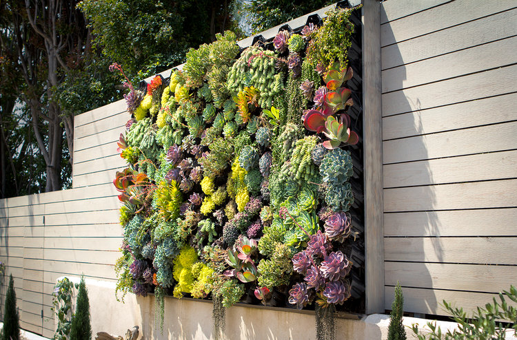 Succulent wall clearance